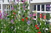 Pour attirer des insectes ravageurs, fleurir des tipis, colorer des petits espaces à la verticale, créer un brise-vue, donner une touche exotique à votre espace extérieur, misez sur les plantes annuelles grimpantes qui vont permettre de changer de décors tous les ans. Faciles à vivre, elles vont vous promettre de magnifiques floraisons tout l’été. Capucines, pois de senteur et d’autres vont faire partie de la sélection.